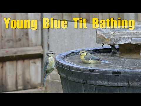 Young blue tit drinking & bathing
