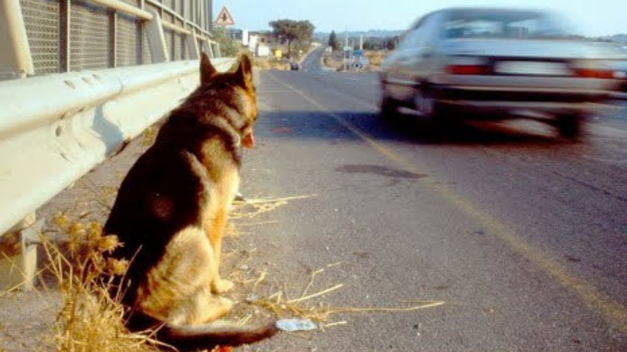 Questo cane ha aspettato il suo padrone per 11 anni, ecco la sua storia ...