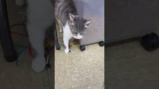 Video of adoptable pet named Deidre (FCID# 02/26/2026 - 15) Willow Grove