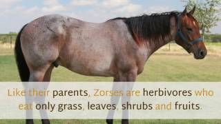 16 Awesome Things You Should Know About Zorse by Planet Fauna 4,053 views 6 years ago 2 minutes, 42 seconds