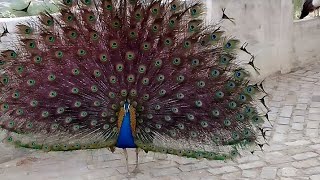 Pea And Effect Up Peas