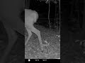 Why Is Checking Trail Cameras So Addicting?