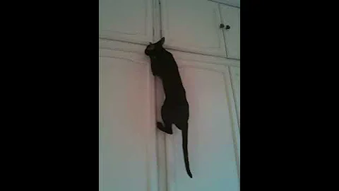 Watch the video about Oriental Cat Thinks She's Spiderman
