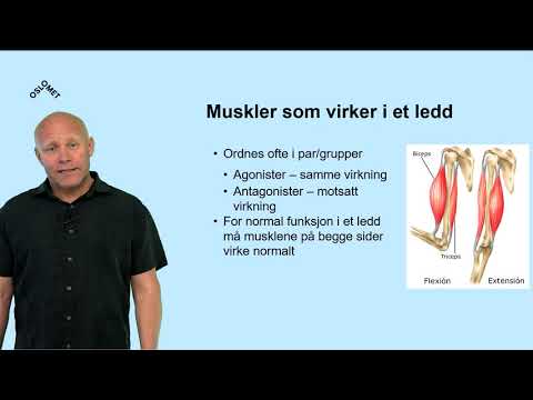 Video: Hvordan fungerer muskler antagonistisk?