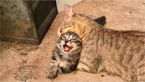 Watch the video about Mom Cat Is Always Too Excited When Cleaning Her Kittens, So Funny And Cute
