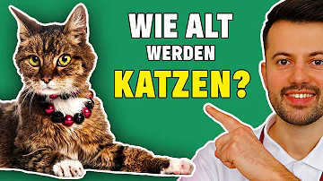 Kann eine Katze 25 Jahre alt werden?