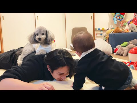 飼い主をベッドにするトイプードルと真似したい0歳児の赤ちゃんの攻防戦