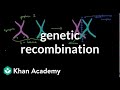 Genetic recombination 1 | Biomolecules | MCAT | Khan Academy