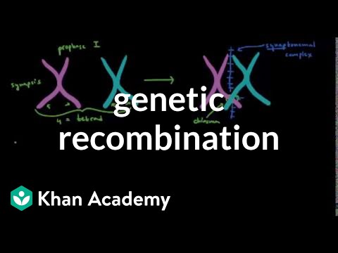 Thumbnail for the embedded element "Genetic recombination 1 | Biomolecules | MCAT | Khan Academy"