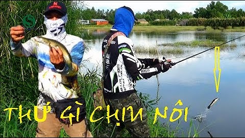 Câu cá lóc | Frog toon, Orochi, thứ gì chịu nổi | Fishing lure | Sắc Màu VN