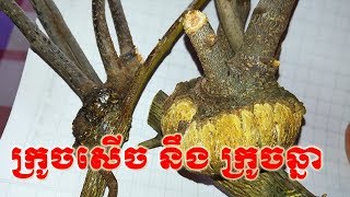 បញ្ញើក្អែកខាងលក់ដូរ - Khmer Magic Daily