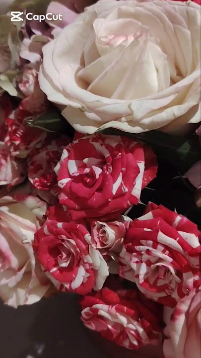 TAINTED FRESH FLOWERS #taintedflowers#flowers#expensiveflowers #taintedfreshflowers#bethalifevlog