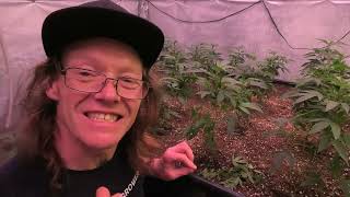John Berfelo Official - LIVING SOILS AND LEDs , GAME CHANGER #tnbnaturals
