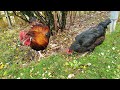 Rooster Oskar and his friends visit us in the Garden