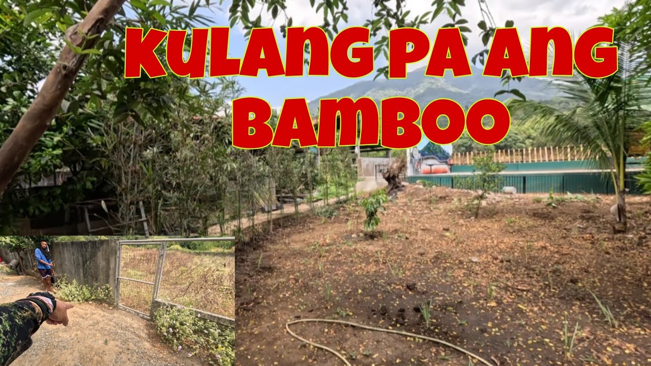 Nagtanim pa kami ng mga bamboo sa paligid | Kulang pa at kailangan pa ng maraming halaman