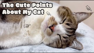 The Cute Points About My Cat にゃんみのかわいいところ