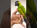 Nanday Conure Parrot Handtamed Parrot Viral Shorts Youtube Parrot Ytshorts