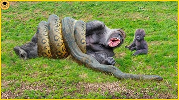 8 Moments of Wild Snakes Hunting and Attacking Monkeys