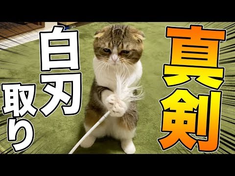 こう「見つめる先に…トイプードル」「こちらを向いて…白キジ猫」 世界初!?真剣白刃取りを習得した猫【スコティッシュフォールド