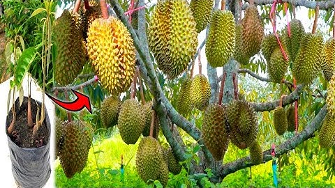 the best method of planting and multiplying durian trees that bear fruit faster.-growing fruits.