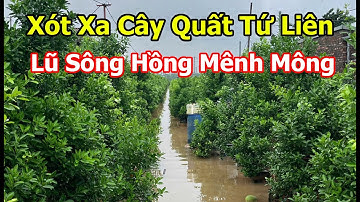 Xót Xa Cây Quất Tứ Liên Nước Lũ Sông Hồng Báo Động Sau Bao Ngày Chờ Tết Mà Đáng Lo