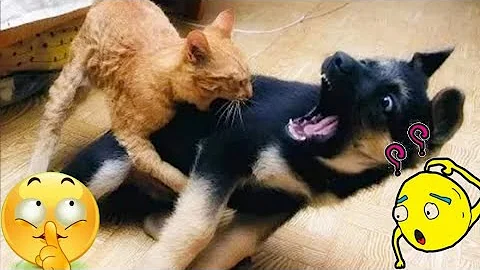 Watch the video about #funny Cats and Kittens Meowing Compilation