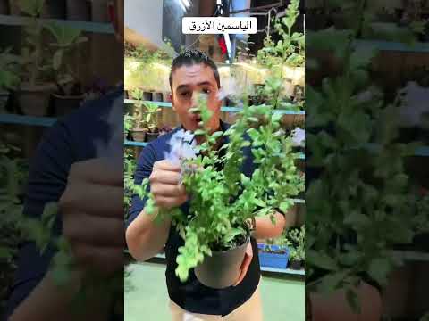 الياسمين الأزرق الزرعة اللي هتخلي سور بيتك يتحول للجنة