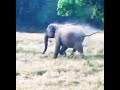 elephant guardians, Let's have save the nature and animals