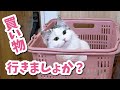猫の寝起きから一日のルーティン【おしゃべりする猫】 【猫アテレコ】