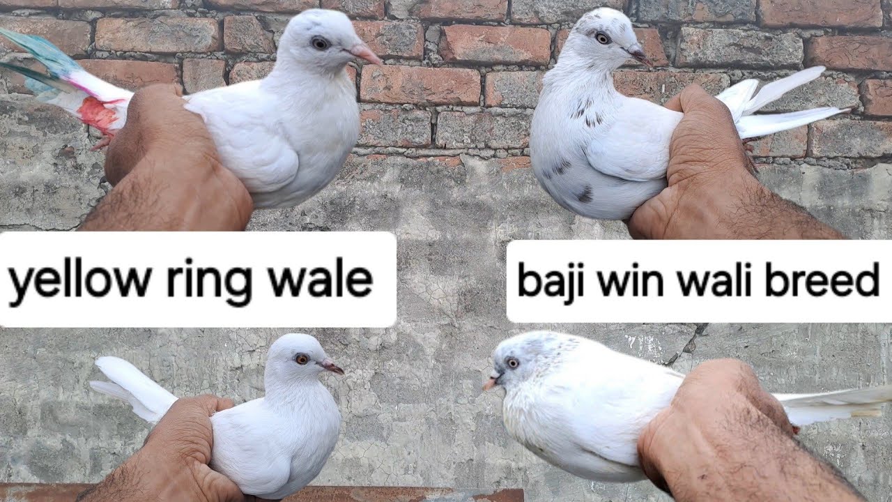 Baji wali blood line / yellow ring wali breed #kabuterbaji # ...