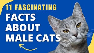 11 Things You Want To Know About Male Cats (#8 Will Leave You Speechless) by Feline Facts 106 views 11 months ago 6 minutes, 1 second