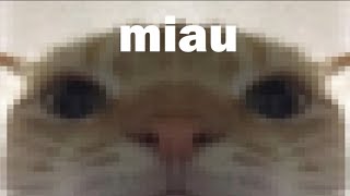 Miau Resimi