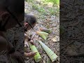 Colhendo broto de bambu