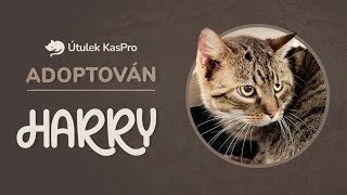 Adoptován: Harry s nádorem by Kočkování 57 views 4 months ago 3 minutes, 51 seconds