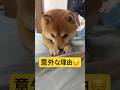 難しいお年頃🐕#柴犬 #豆柴 #shibainu #犬 #犬のいる暮らし #shorts