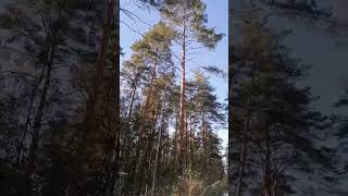 Зимняя Сказка Для Вас! Одним Словом, Красота! А Вам Нравится?) 🌲🌲🌲👍👍👍