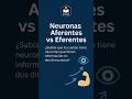 Autopistas del cerebro: aferentes vs eferentes explicado fácil  #Neurotips