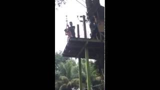 Griselda - Flying Fox