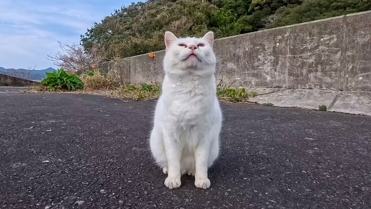 A stray white cat on the bridge kept rubbing against my legs… too