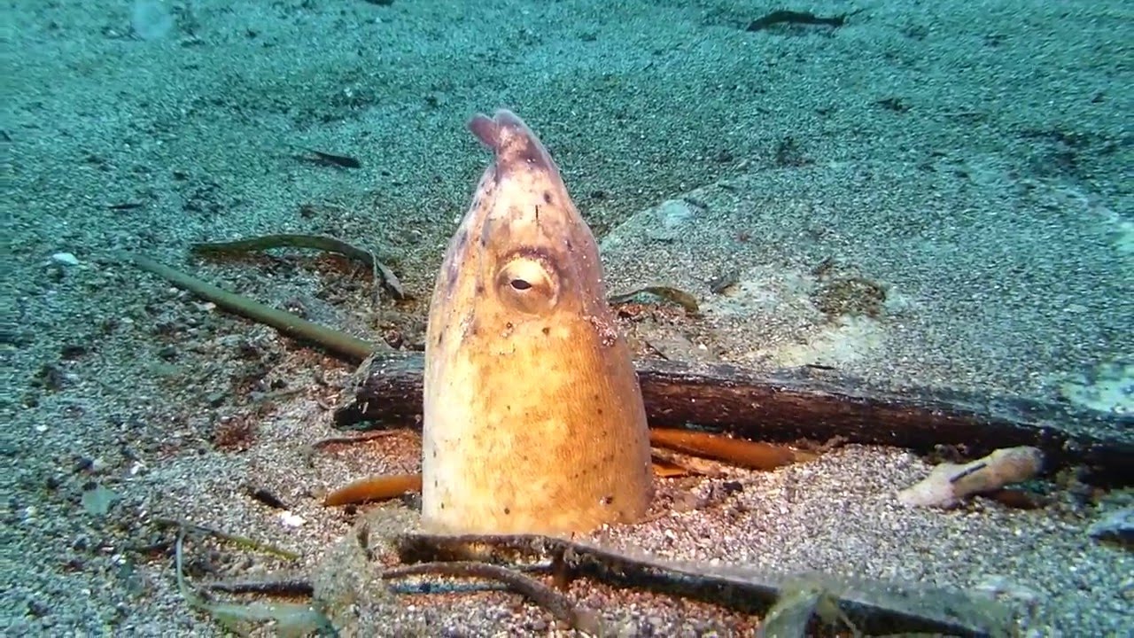 Black-Finned Snake Eel - YouTube