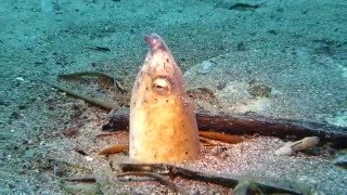 Black-Finned Snake Eel