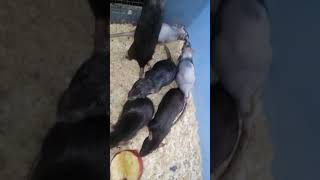 Rat Audition Video Rorschachs And Rorschach Carriers In Black