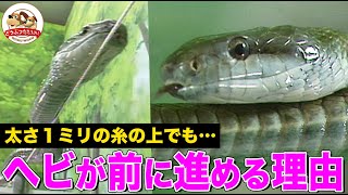 [Their Whole Body Is a Foot] How Do Snakes Move? Can They Glide on Oiled Floors or Strings? Revea...