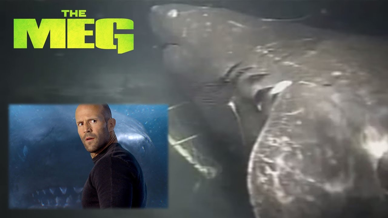 The Meg - Real Megalodon Shark Caught On Camera - YouTube