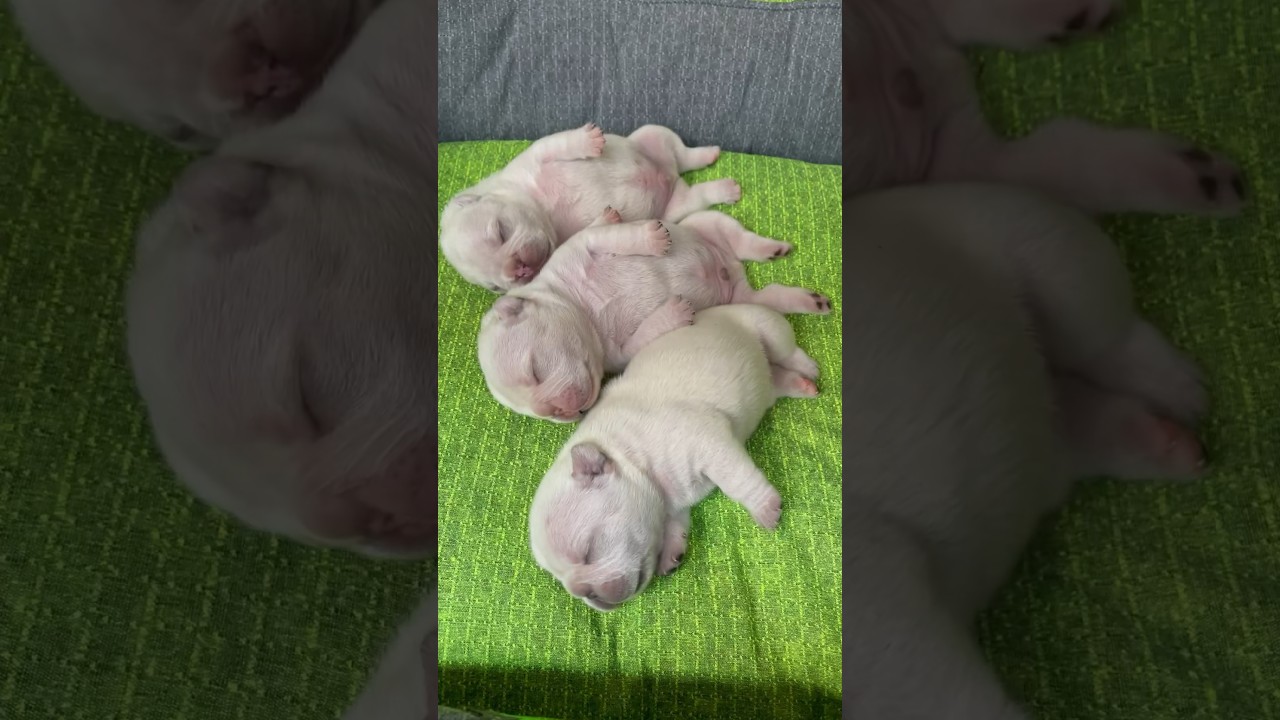 Cuteness overload in 3...2...1... Nap time! 🥰