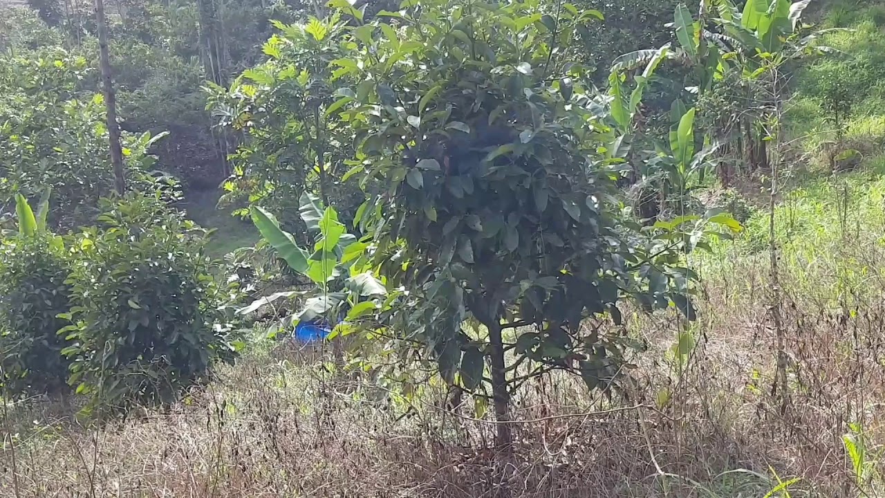 PERSIAPAN PENSIUN, TANAMAN MANGGIS