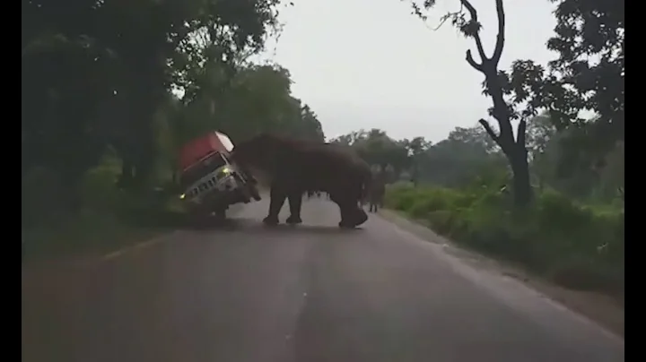 Animals having fun at people's expense. Although s...