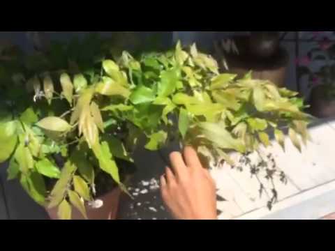 盆栽の育て方 藤の花が終わったら切る場所 インテリア盆栽工房boncyu Youtube