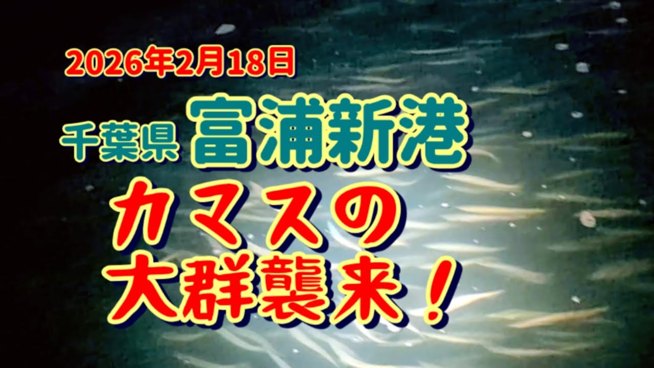 富浦新港　カマス　爆釣　釣り　千葉県　サカナ探偵