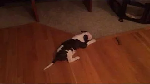 Kodie Romp